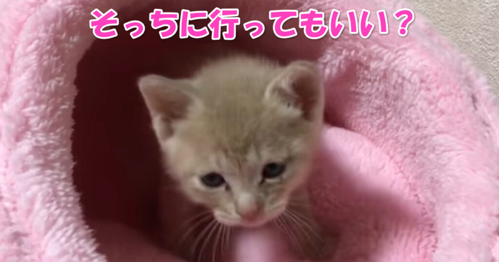 そっちに行ってもいい？　目が合うと膝上にのってくる子猫ちゃん