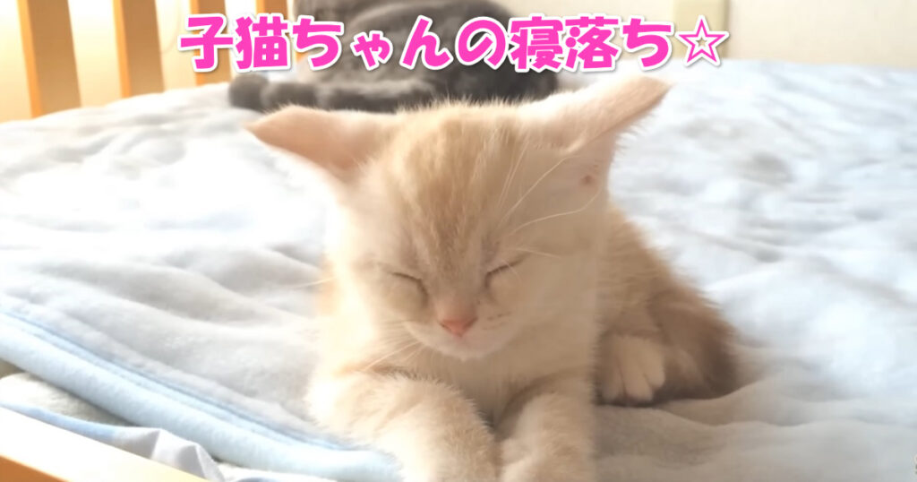 可愛すぎ♡　寝落ちする生後２ヶ月の子猫ちゃん