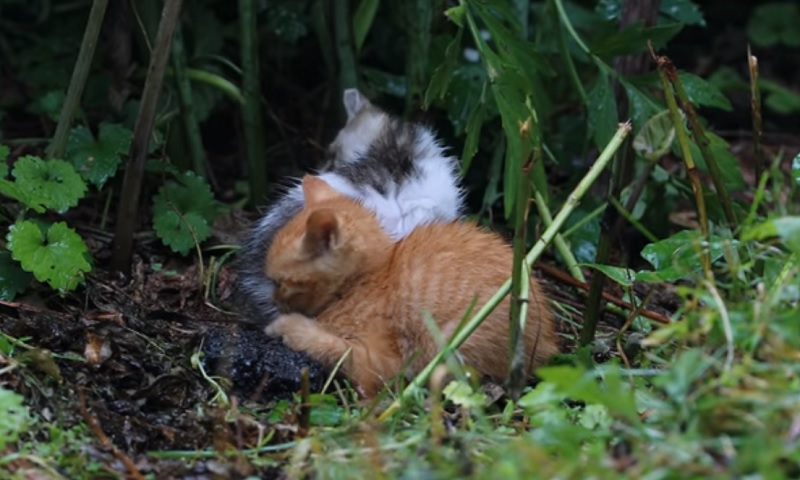 保護された子猫ちゃんたち　No-1