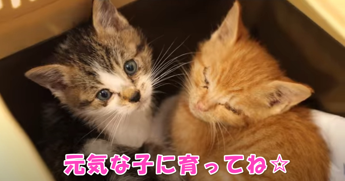 保護された子猫ちゃんたち　アイキャッチ