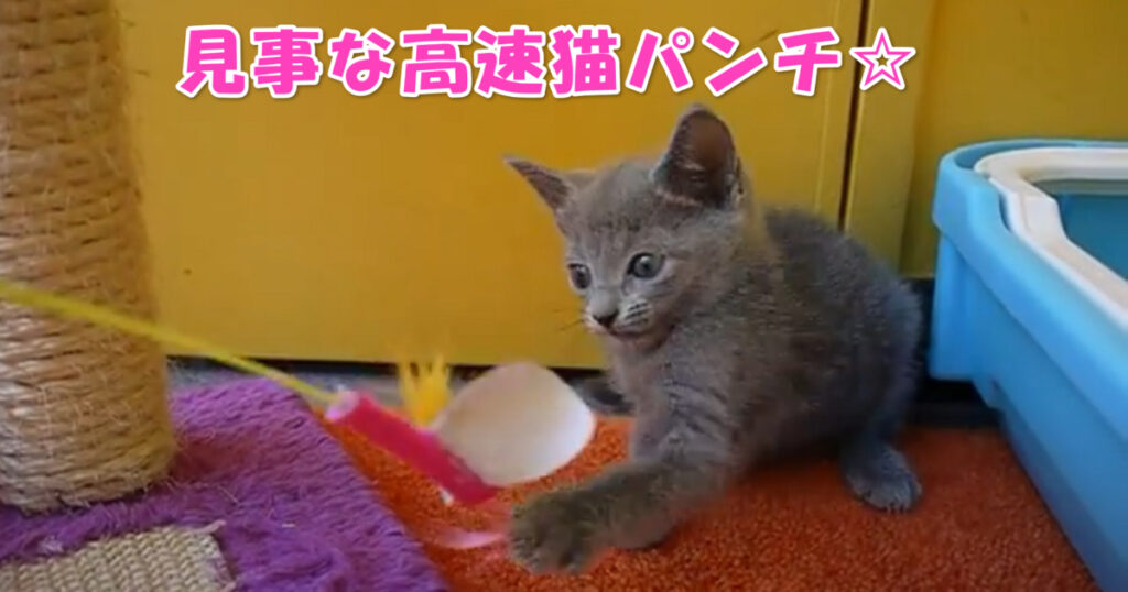 見事な高速猫パンチ☆　猫じゃらしで遊ぶ子猫ちゃん