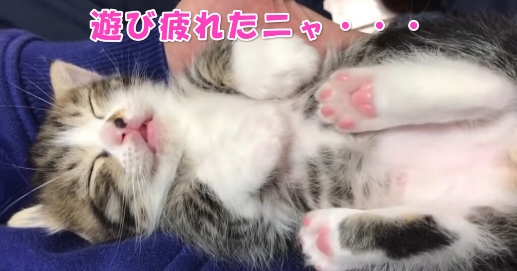 眠くなったニャ・・・　遊び疲れて膝の上で寝落ちする子猫ちゃん