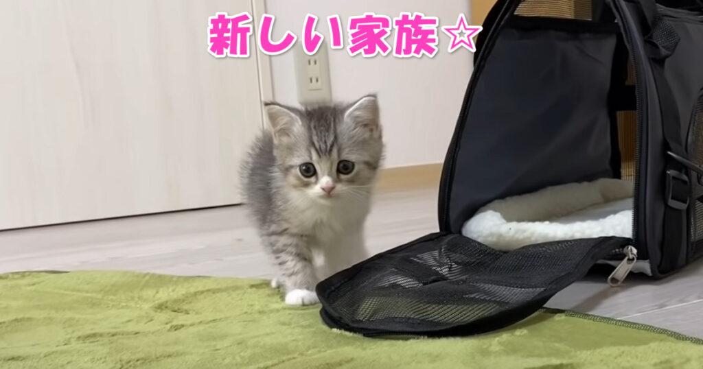 これからよろしくね。初めてお家にやって来たスコティッシュフォールドの子猫ちゃん