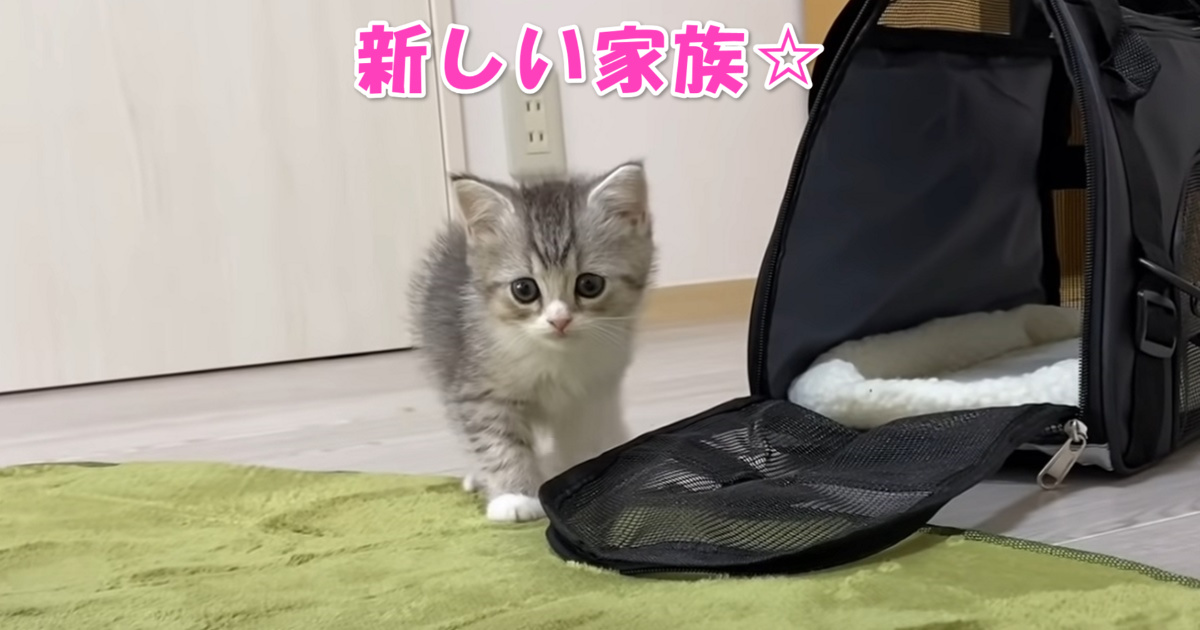 新しい家族　アイキャッチ