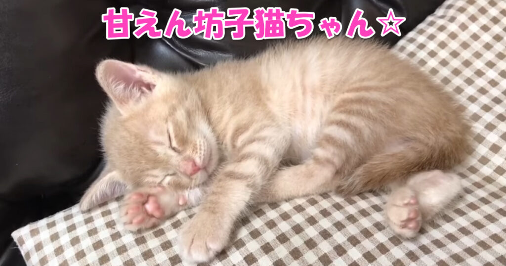 甘えたいニャ☆　寝起きにすぐ甘えて来る子猫ちゃん