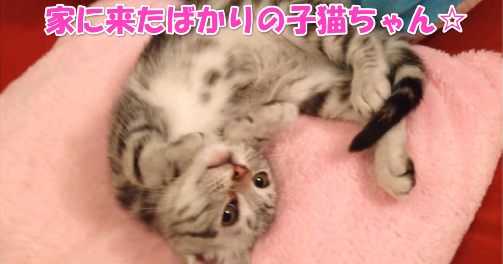 大物ニャンコ？　お家にやって来てまだ初日の子猫ちゃん