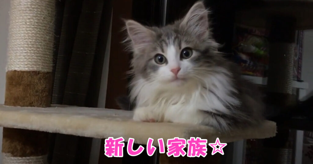 一緒に楽しくね☆　新しく家族になった子猫ちゃん