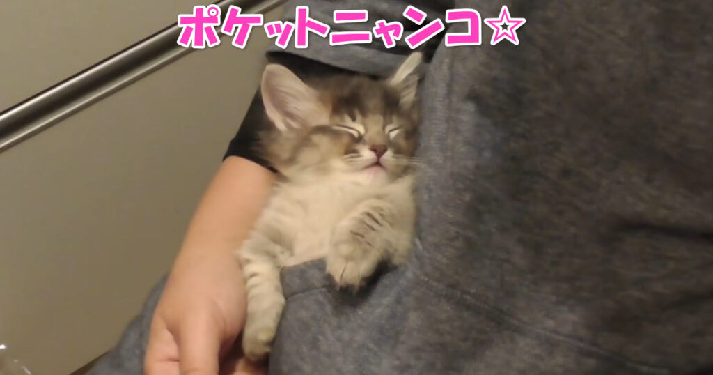 萌えすぎちゃう♡　ポケットの中で気持ちよさそうに眠る子猫ちゃん