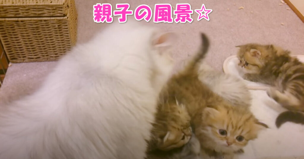 親子の風景☆　兄弟子猫ちゃんたちとお母さんニャンコ