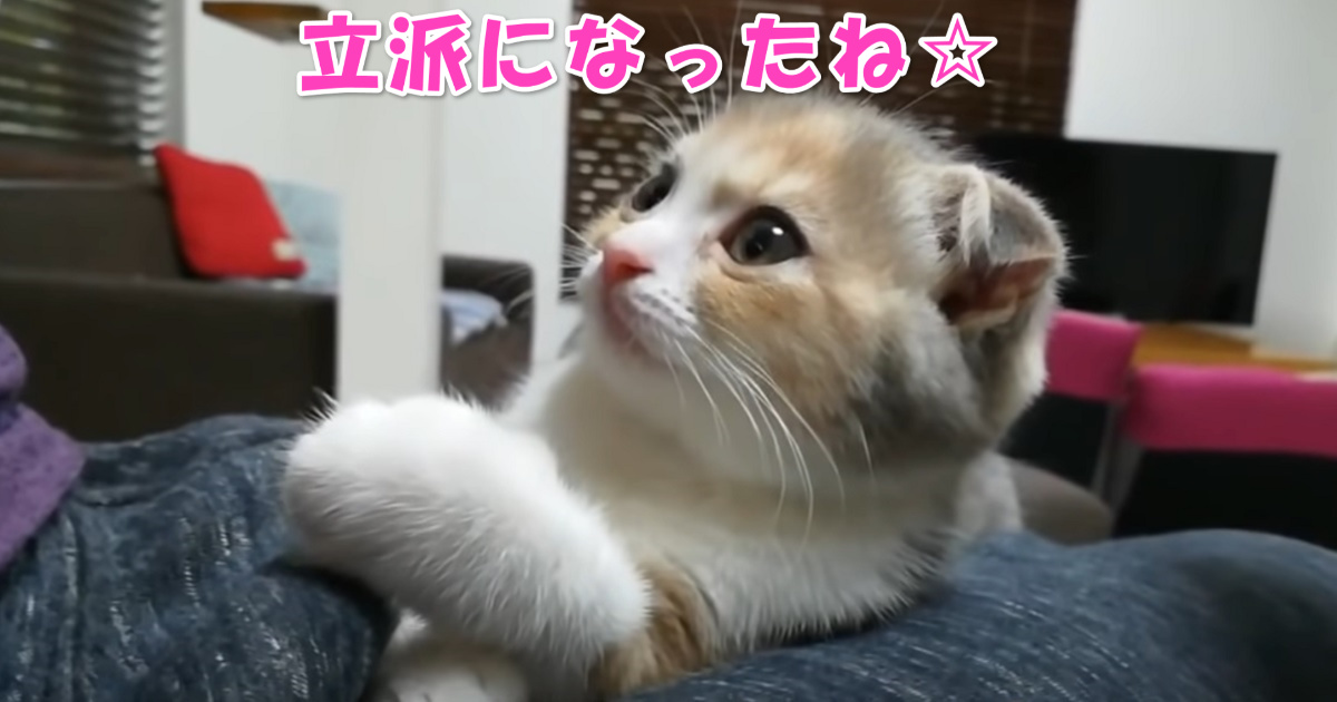 膝の上　アイキャッチ