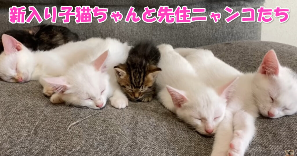 仲間入り☆　新入り子猫ちゃんと先住子猫ちゃんたちの初対面