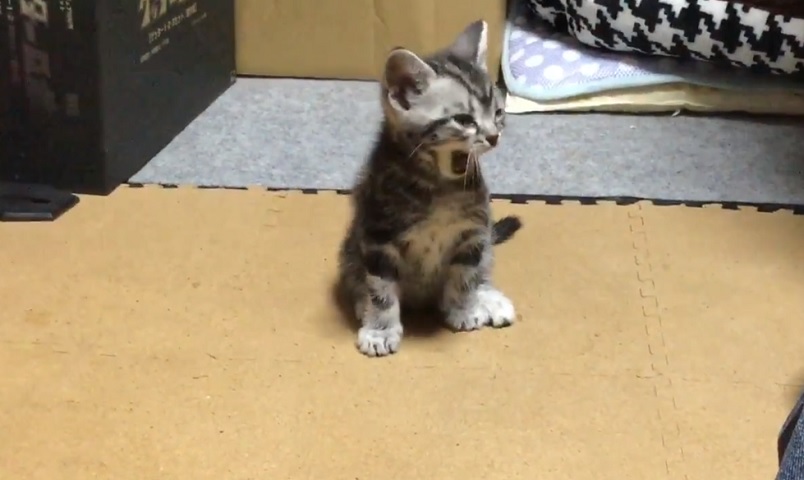 甘えん坊な子猫ちゃん　No-1