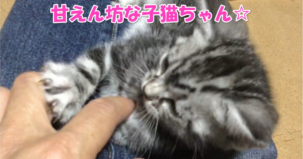 甘えっぷりが可愛らしい♡　生後１ヶ月のアメショーの仔猫ちゃん