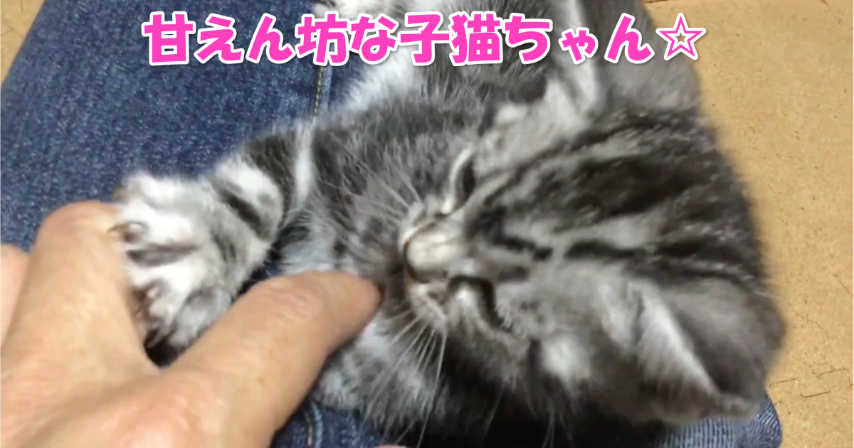 甘えん坊な子猫ちゃん　アイキャッチ