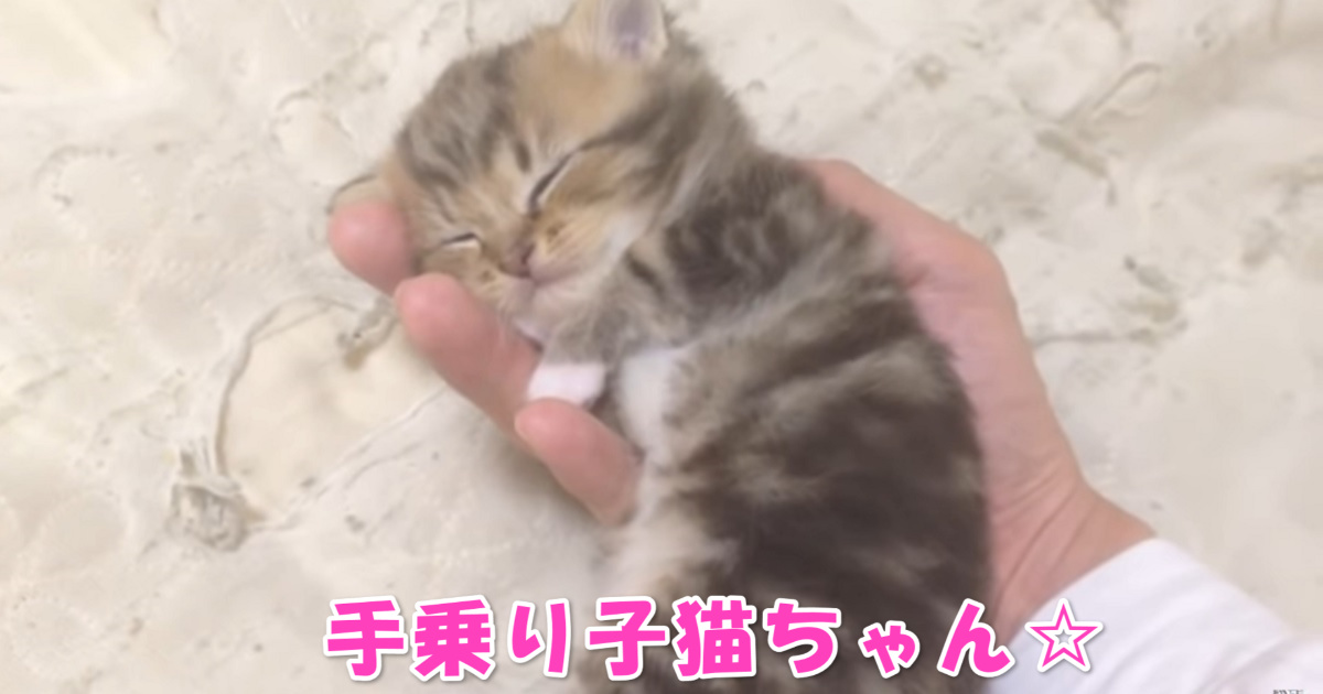 手乗り子猫ちゃん　アイキャッチ