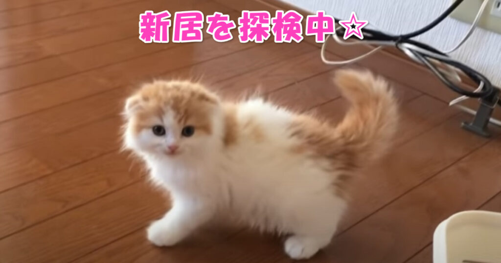 新しいお家を探検する子猫ちゃん。これから楽しい毎日をすごしてね。