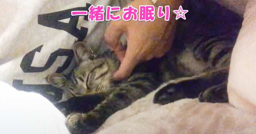 寝心地最高だニャ☆　ご主人さまと一緒に眠るニャンコたち