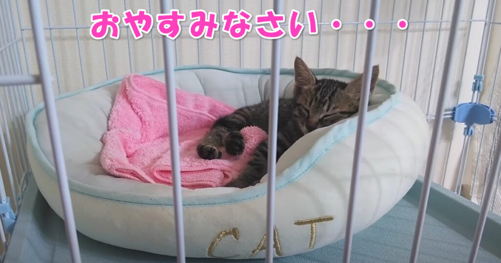 おやすみなさい。　疲れて寝落ちしちゃう子猫ちゃん