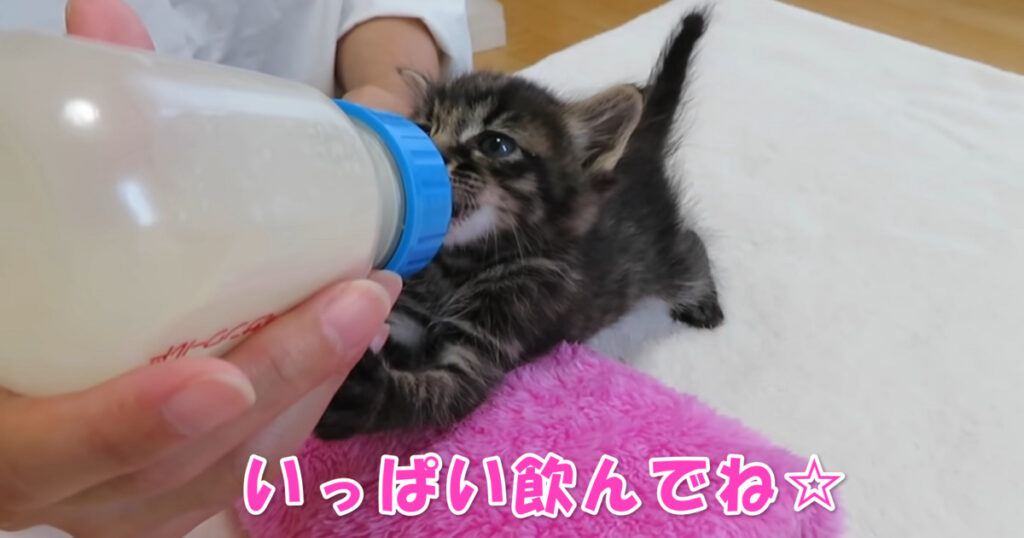 食欲旺盛だね☆　夢中になってミルクを飲む子猫ちゃんたち