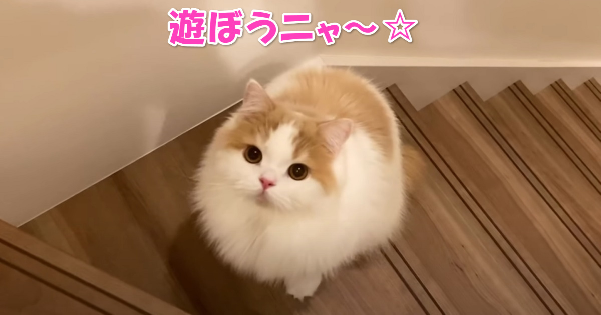 遊ぼうニャ　アイキャッチ