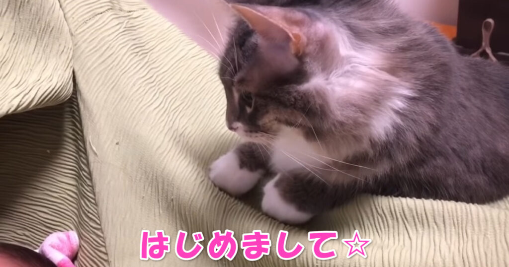 はじめまして☆　赤ちゃんと初めて対面したニャンコ