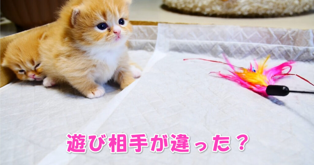 相手が違った？　マンチカンの子猫ちゃんと遊ぼうとしたら・・・