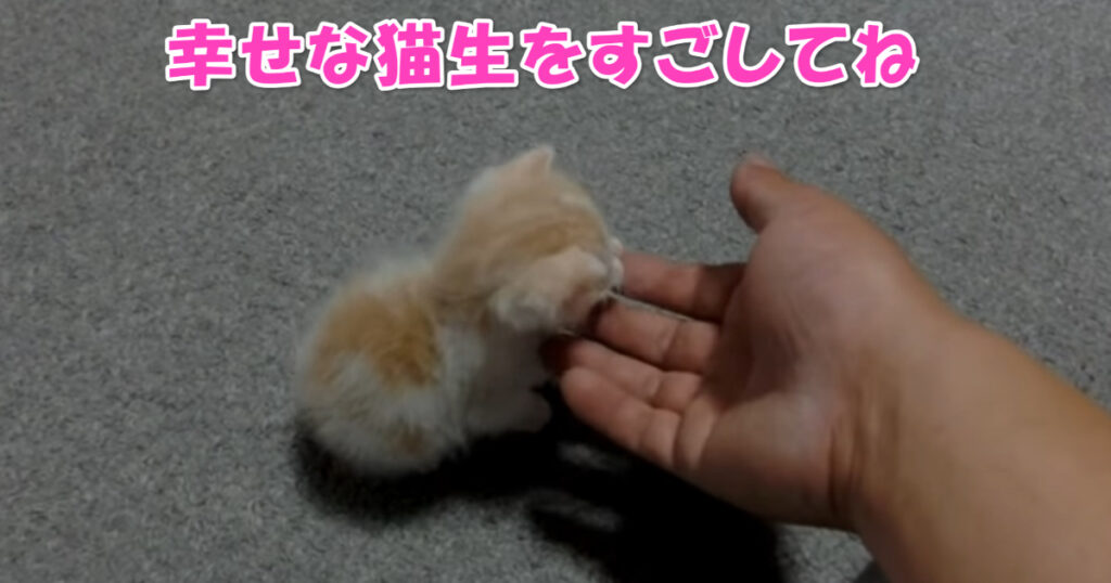 幸せな猫生を。　保護されて間もない子猫ちゃん