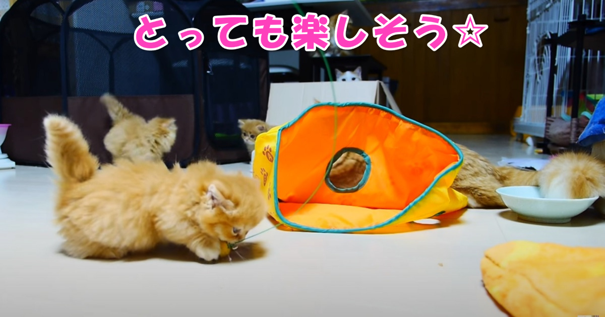 マンチカン　アイキャッチ