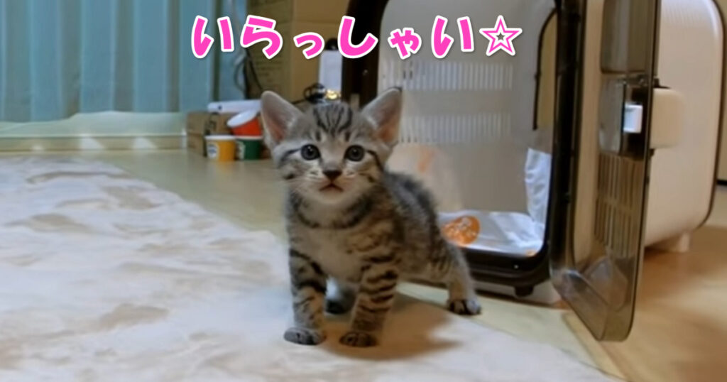 いらっしゃい！☆　初めてお家にやって来た生後１ヶ月の子猫ちゃん