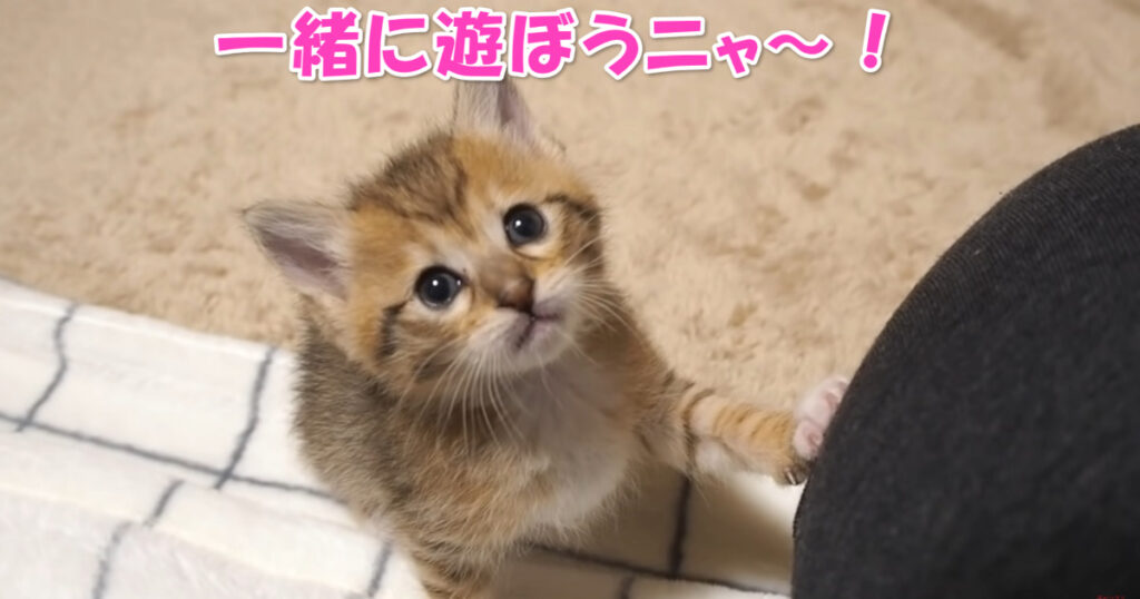 遊ぼうニャ～！　食後の子猫ちゃんからのお遊びのお誘い