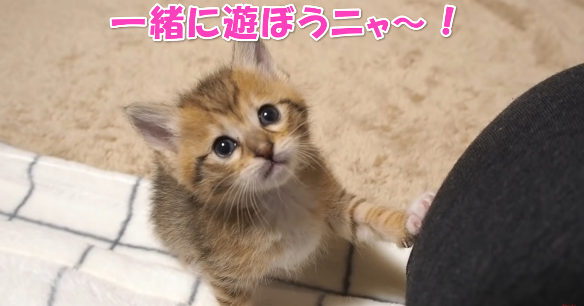 遊ぼうニャ　アイキャッチ