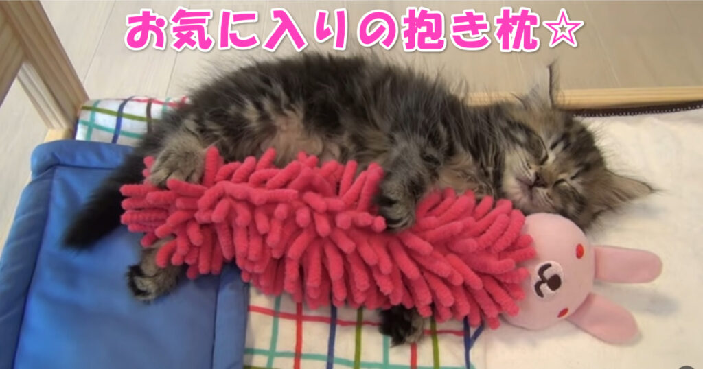 抱き枕？　ぬいぐるみを抱きしめて眠る子猫ちゃん