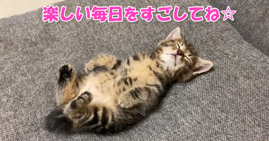 楽しい毎日。保護されてから１ヶ月の子猫ちゃん。