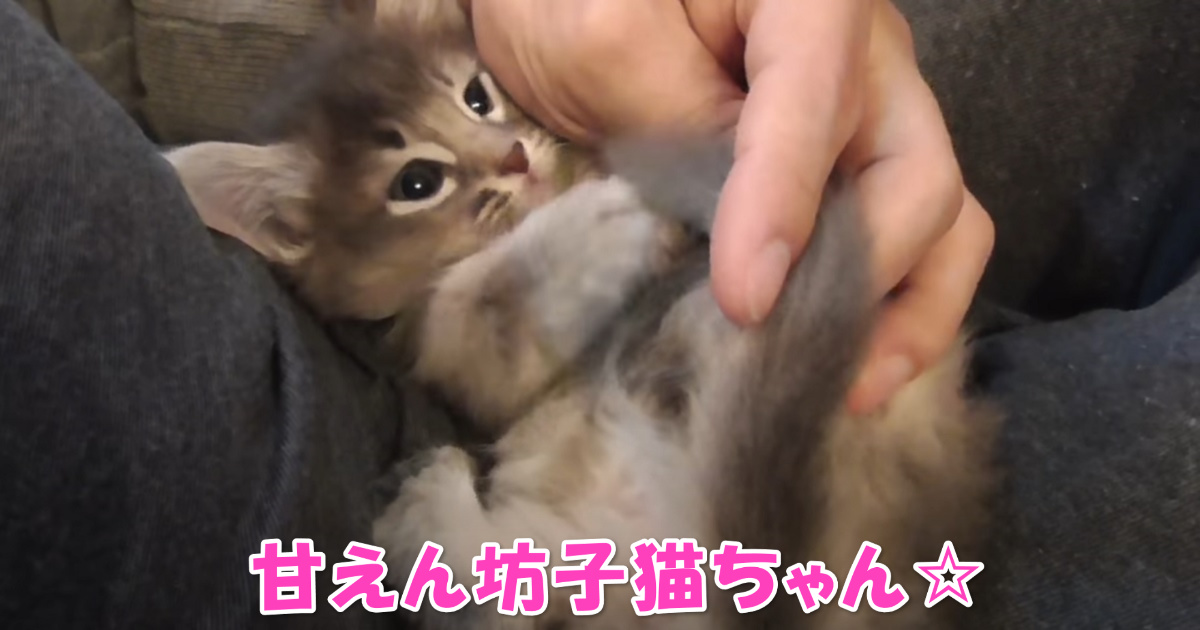 甘えん坊子猫ちゃん　アイキャッチ