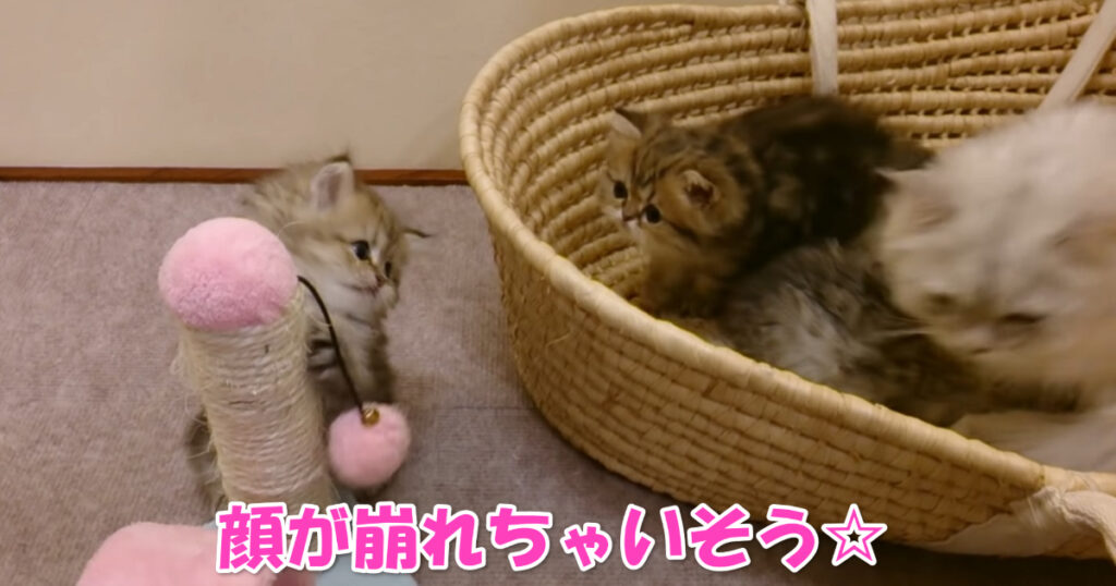 顔が崩れちゃいそう♡　チンチラ子猫ちゃん６匹とお母さんニャンコ