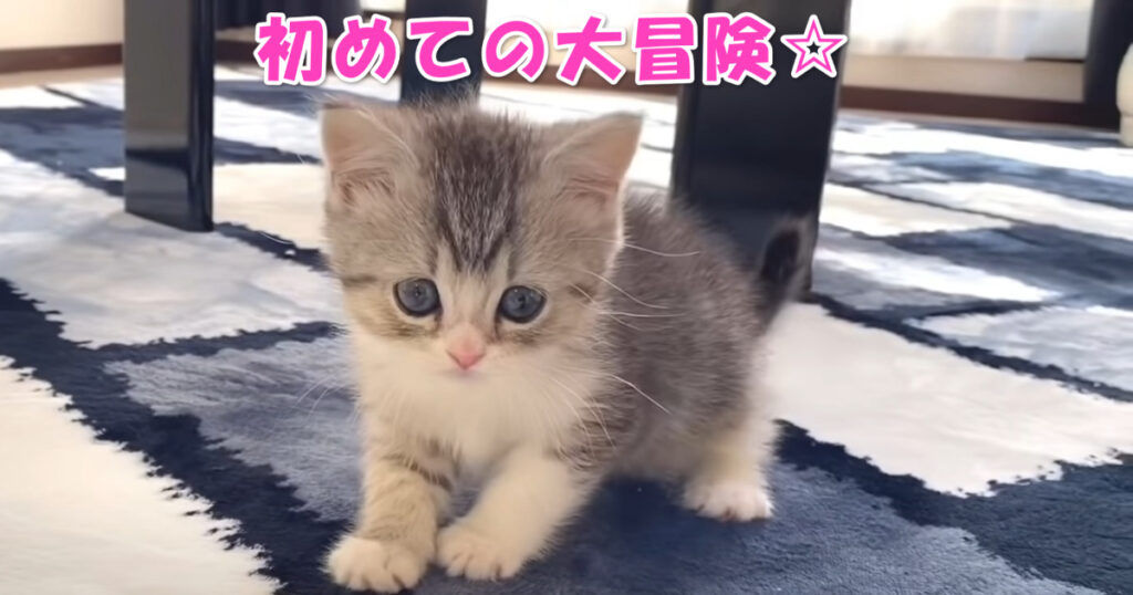 初めての大冒険。お家の中を探索する新入りの子猫ちゃん。