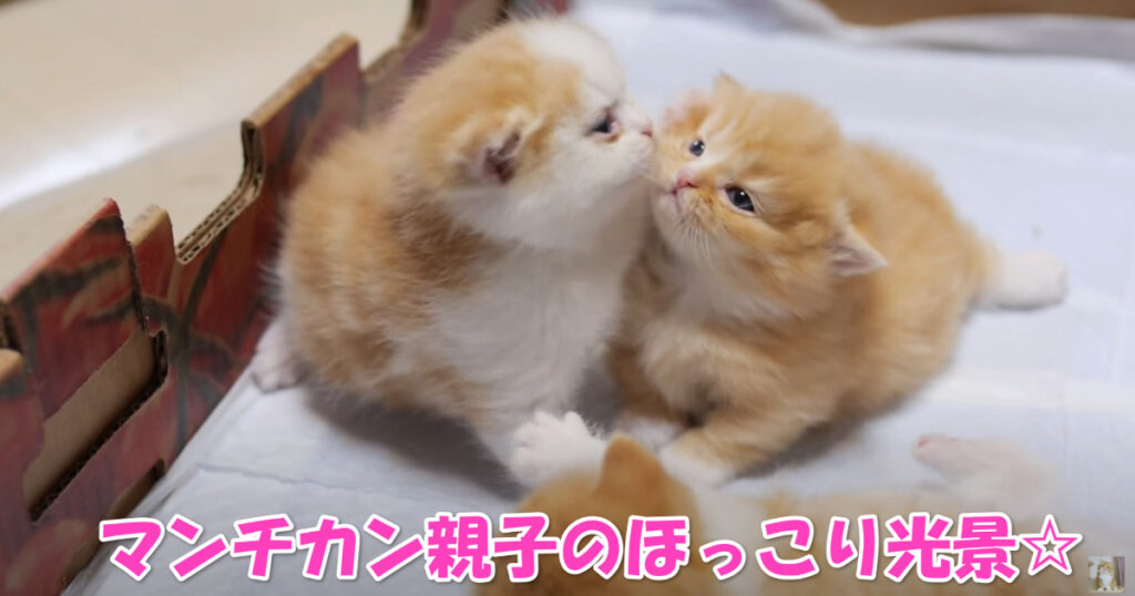 可愛らしいマンチカンの子猫ちゃんたちとそのお母さんニャンコの、ほのぼの～とする心温まる光景