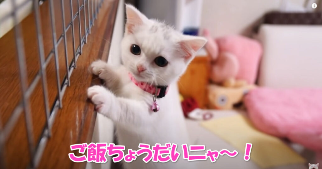 マンチカンの子猫ちゃんが大騒ぎ、「早くご飯ちょうだいニャ～！」