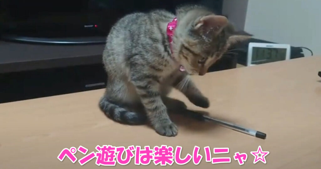 ペン遊びは最高だニャ☆　ペンに夢中になっている子猫ちゃん