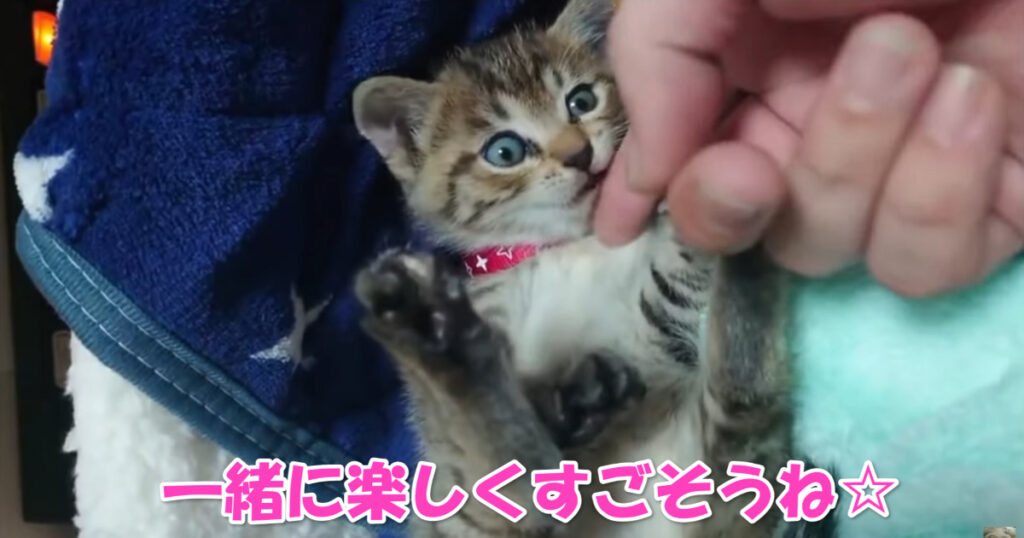 一緒に楽しくすごそうね☆　保護されたばかりの子猫ちゃん