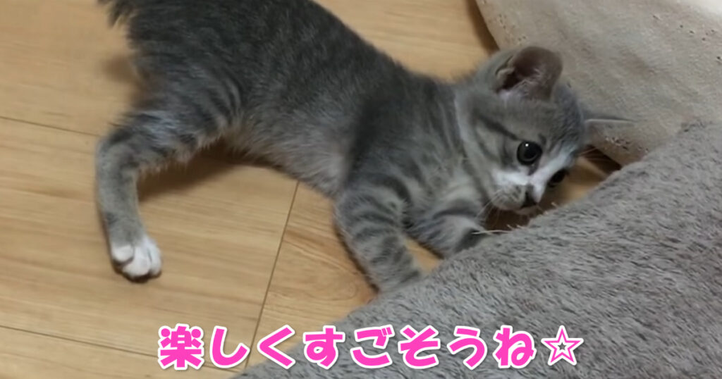 ２匹で楽しい毎日を☆　新しくやって来た子猫ちゃん