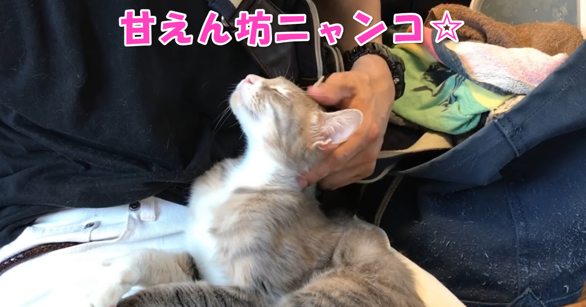 甘えん坊ニャンコ　アイキャッチ