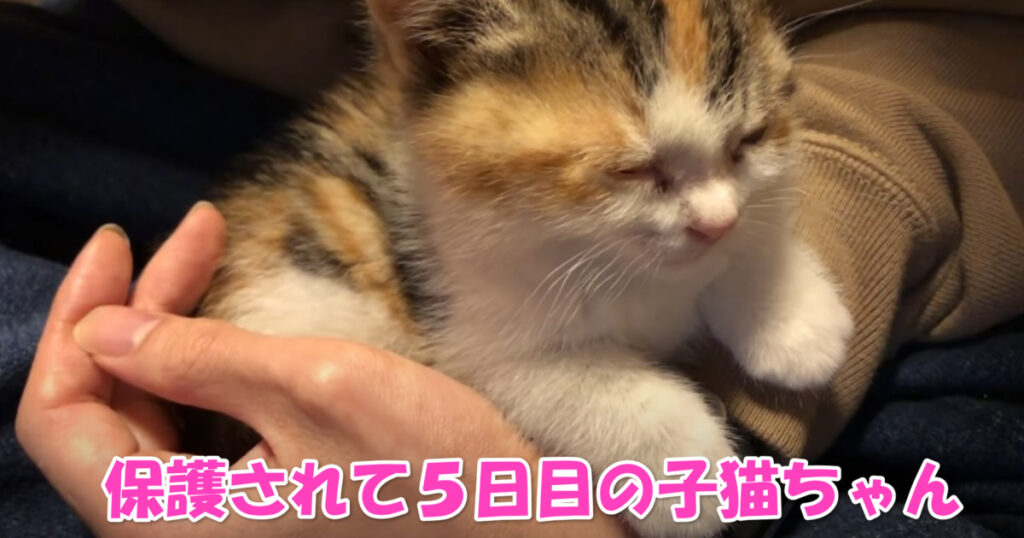 もう完全に家族の一員です☆　保護されて５日目の子猫ちゃん