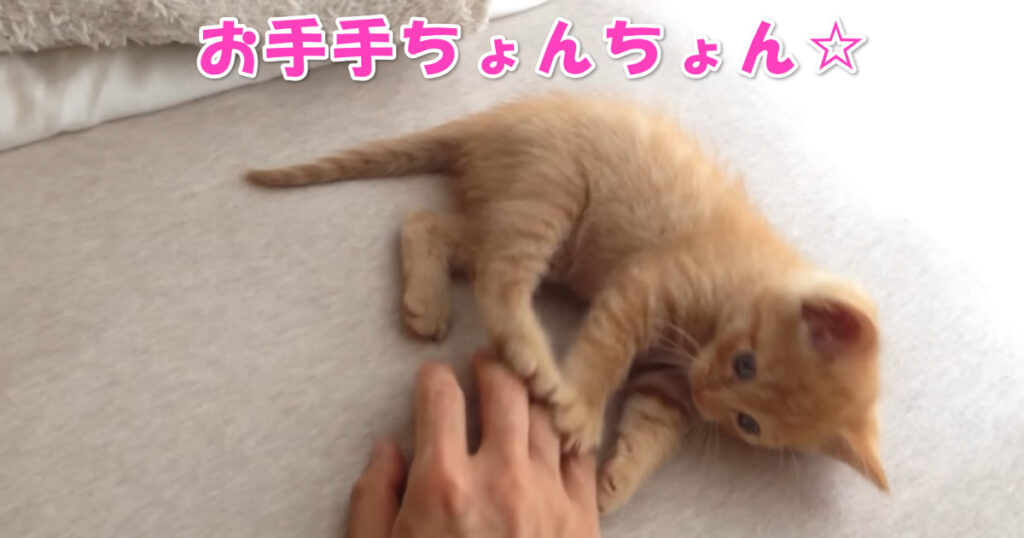 お手手ちょんちょん☆　指にじゃれついて遊ぶ子猫ちゃん