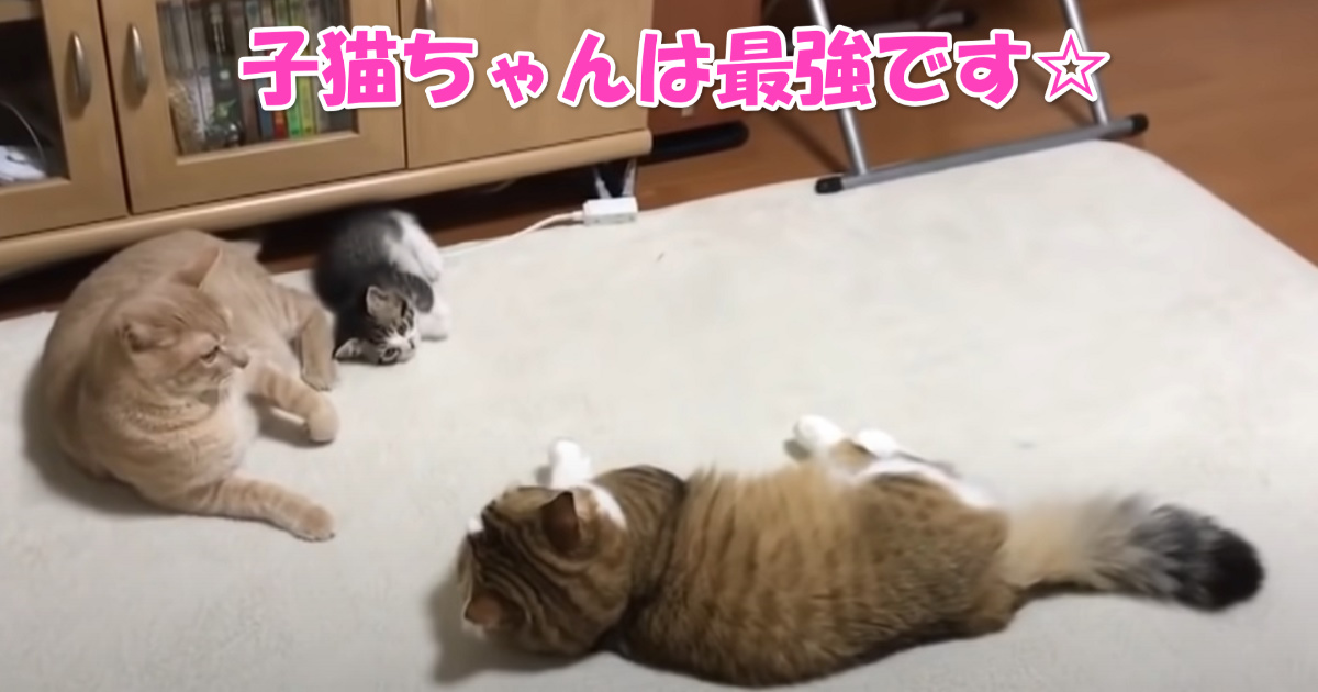 子猫ちゃんは最強　アイキャッチ