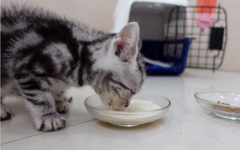 人懐っこい子猫ちゃん　No-4