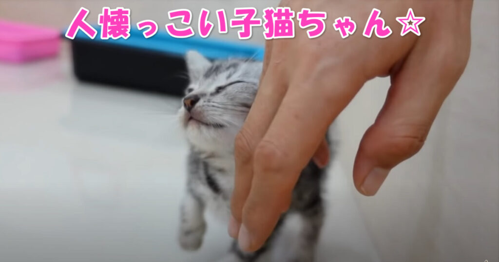 人懐っこい子猫ちゃん。出会って２時間で心を開いてくれました☆