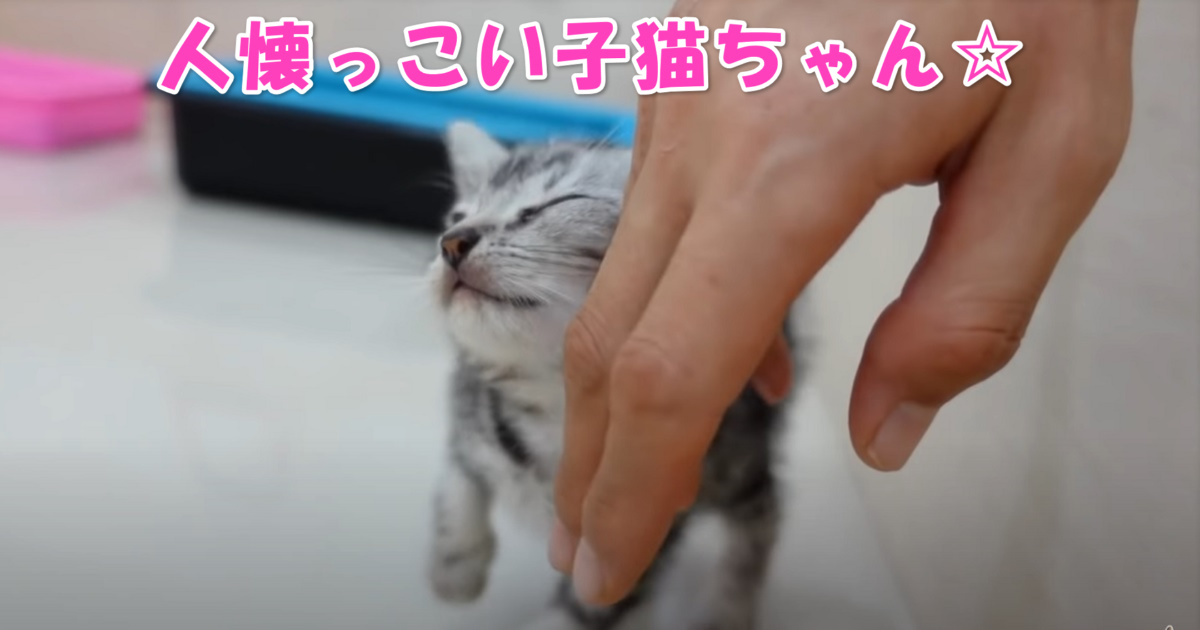 人懐っこい子猫ちゃん　アイキャッチ