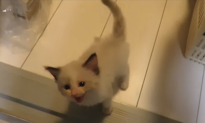 甘えん坊子猫ちゃん　No-1