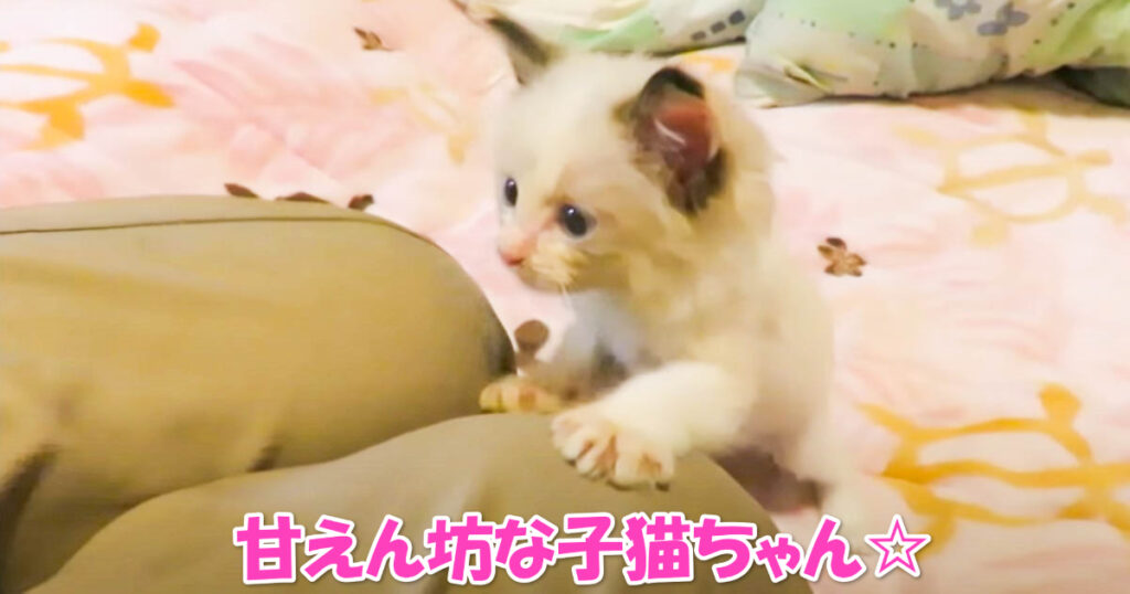 甘えん坊子猫ちゃんのゴロゴロ攻撃、脚をよじ登ってきます